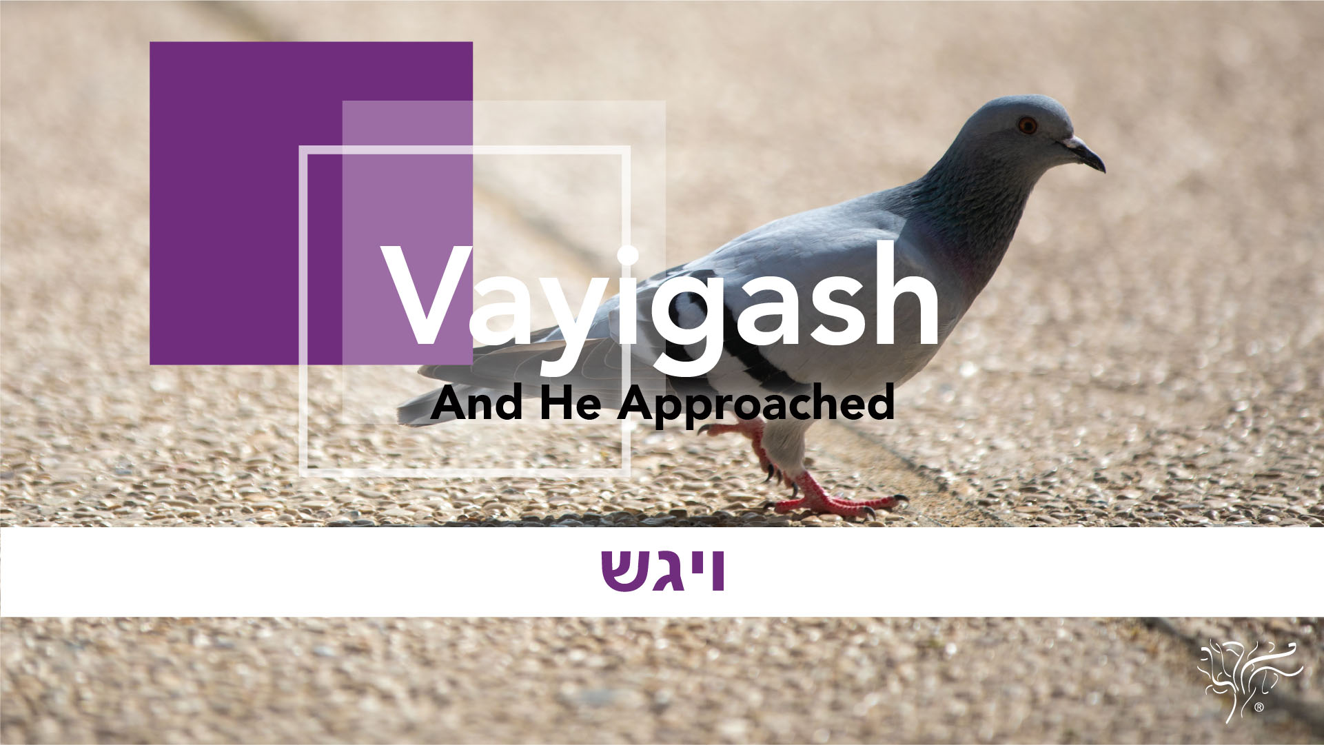 Torah Portion Vayigash STBM Messer