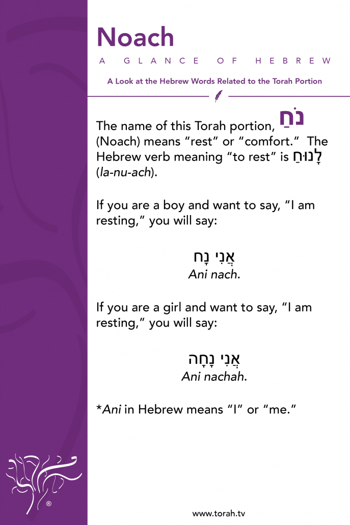 A Glance of Hebrew | Noach STBM Messer