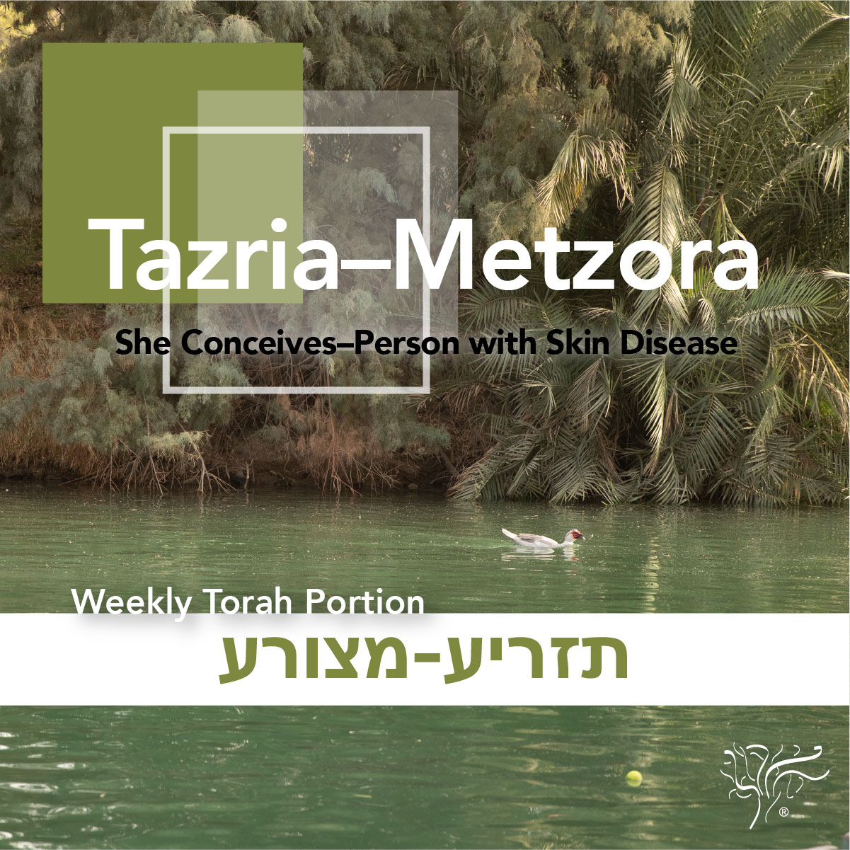 Torah Portion Tazria–Metzora STBM Messer