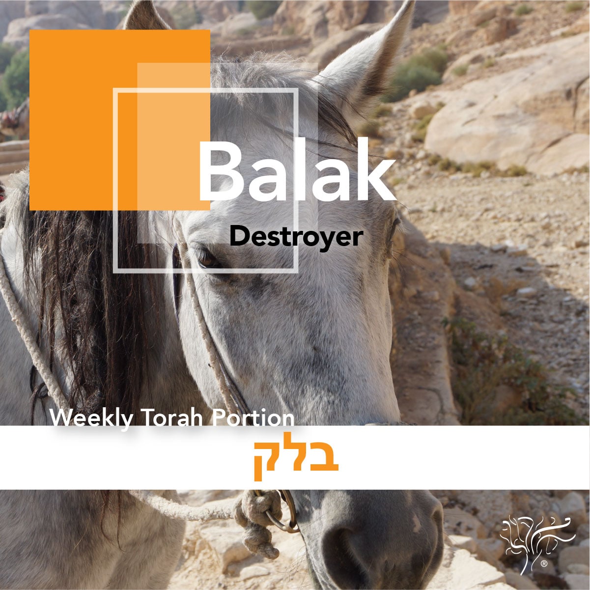 Torah Portion Balak STBM Messer